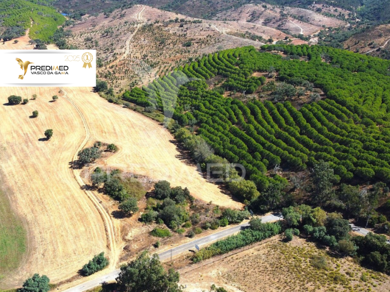 Viver com Intenção: O Interior do Baixo&nbsp;Alentejo